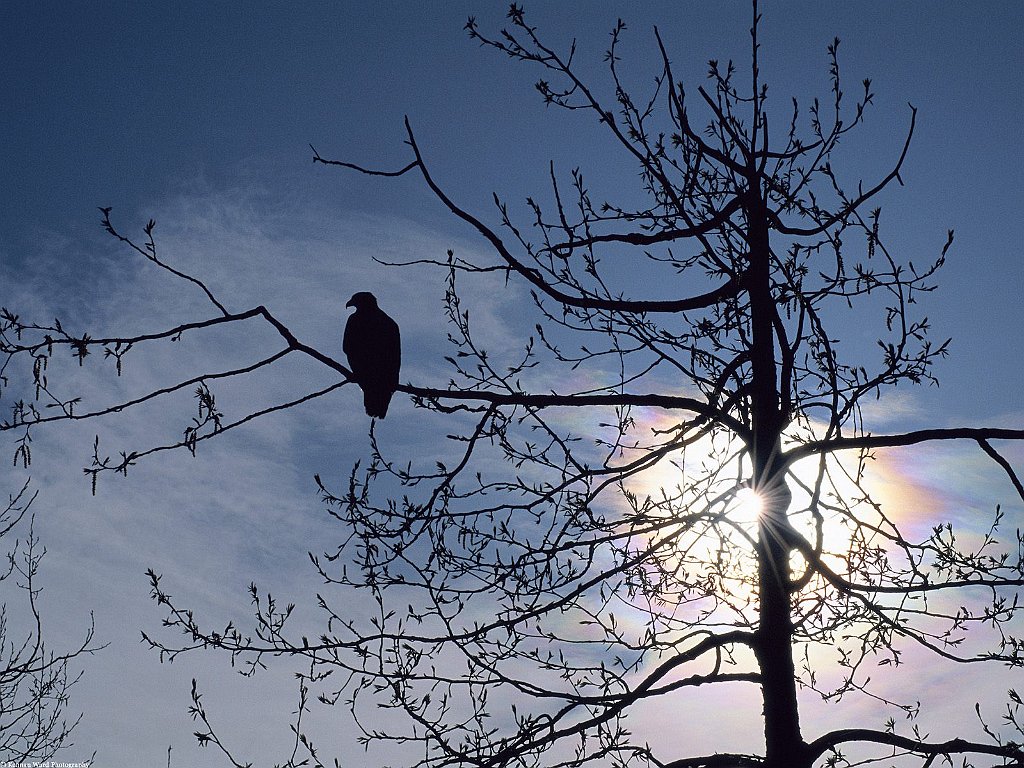 Sunset Perch, Bald Eagle